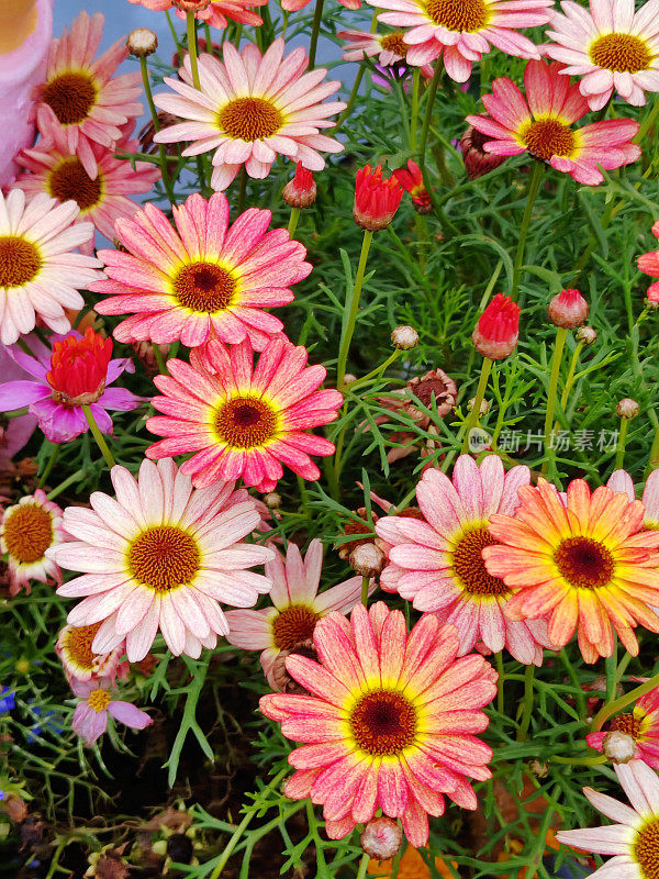 Argyranthemum frutescens